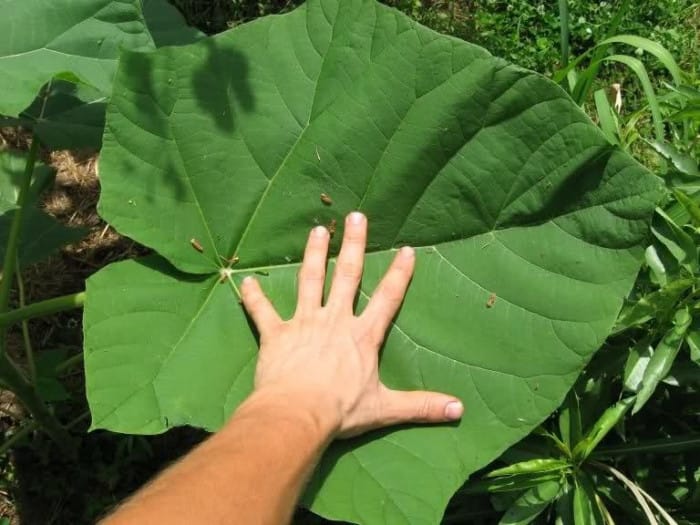 Paulownia – copacul cu cea mai rapida crestere de pe Pamant