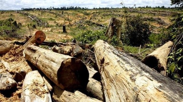 Propunere de modificare a Codului Silvic: orice cantitate de lemn tăiată din păduri va fi infracţiune Propunere de modificare a Codului Silvic: orice cantitate de lemn tăiată din păduri va fi infracţiune