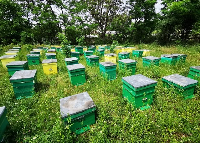 Urban Bee. Adoptă un stup și susține un producător local