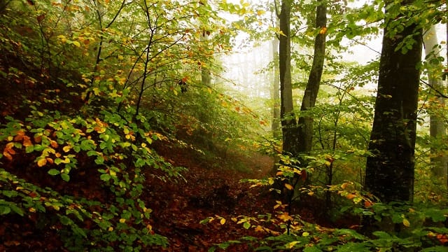 Ministrul Mediului a semnat contractele de finanţare privind studiile ştiinţifice pentru 40.000 ha noi de păduri virgine