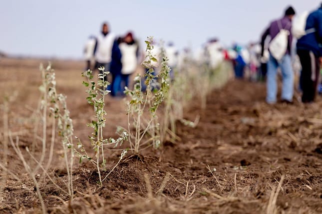 Pe 21 noiembrie, ziua în care românii vor transmite online cum plantează un scut viu