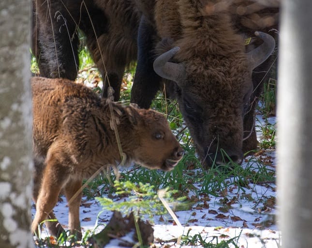 Primul pui de zimbru născut în libertate, în Munții Făgăraș.  FOTO.