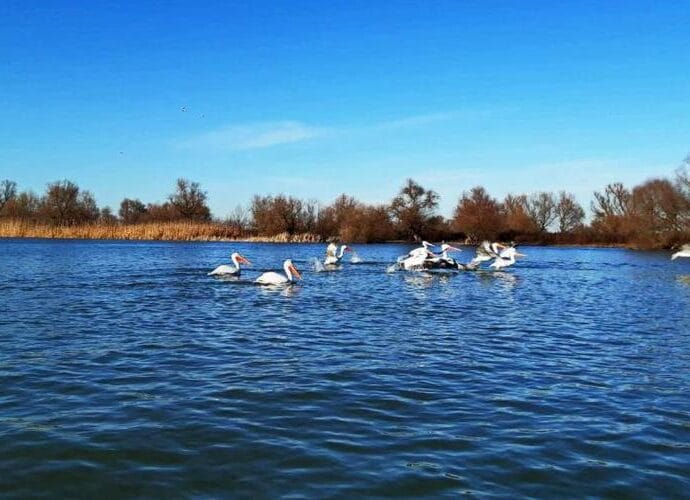 Iernile tot mai blânde din România îi fac pe pelicani să rămână în Delta Dunării