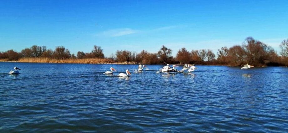 Iernile tot mai blânde din România îi fac pe pelicani să rămână în Delta Dunării