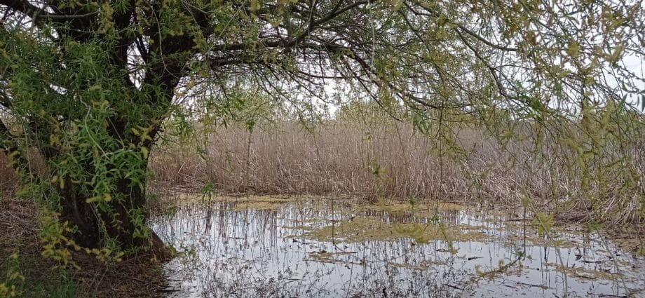 Vor fi plantați peste 3500 de arbori  în acest an în Delta Văcărești