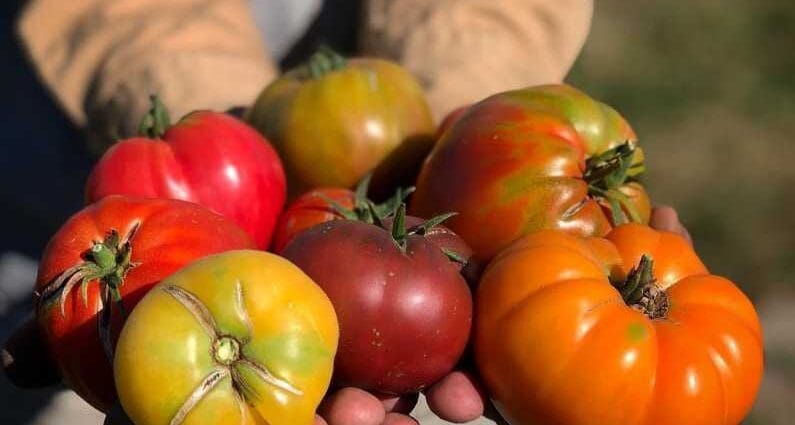 Fermierii români pot învăţa gratuit practici ale agriculturii durabile