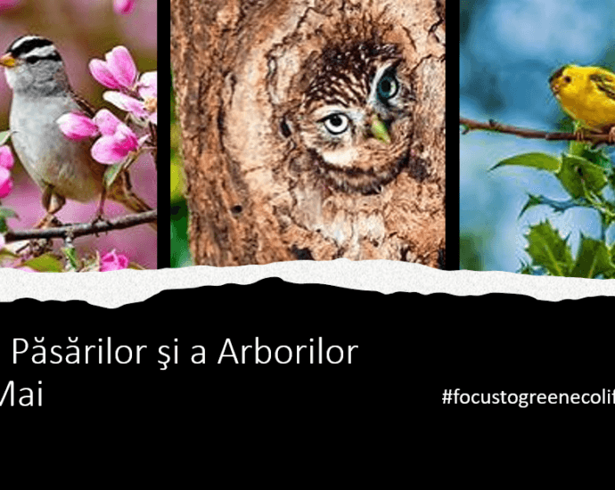 Ziua Păsărilor şi a Arborilor – 10 Mai #focustogreenecolife