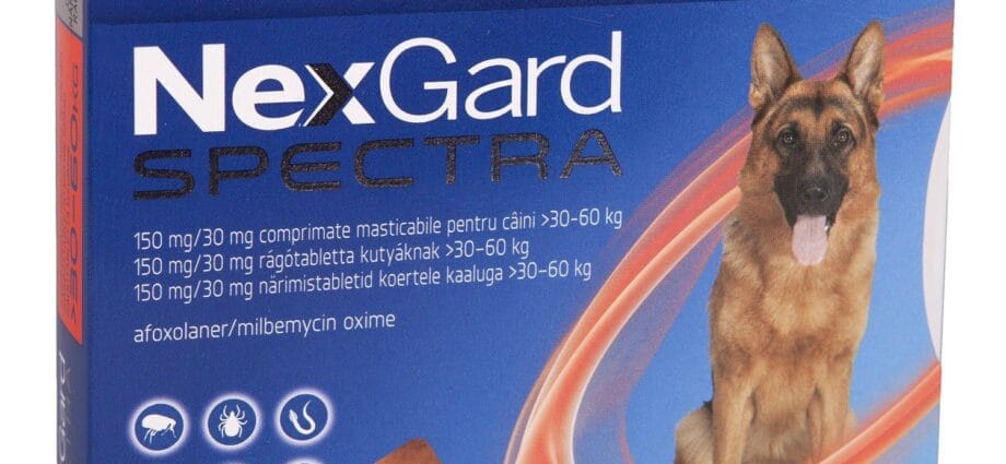 Solutii antiparazitare: cum te ajuta sa-ti protejezi animalul de companie?