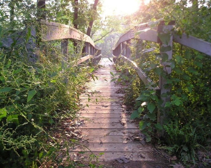 #FocusToGreenEcoLife”. Saptamana arborilor si a spatiului verde interior (14 – 20 martie)