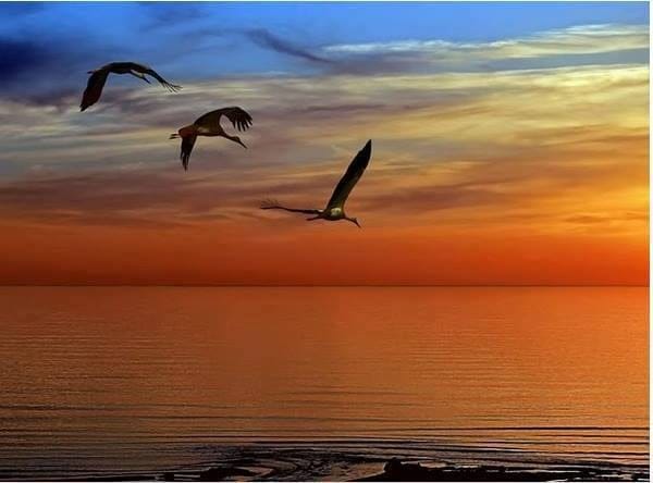 Ecologia prin prisma creștinismului ortodox. Emisiunea Educație verde