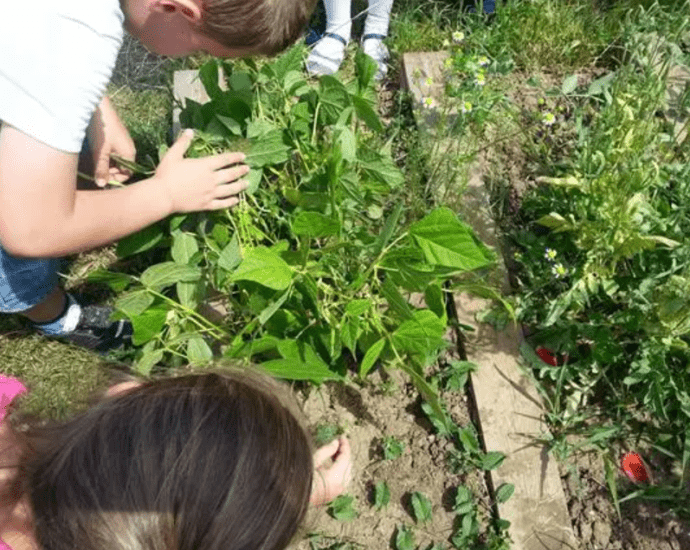 Adevărata aventură a seminței #focustogreenecolife