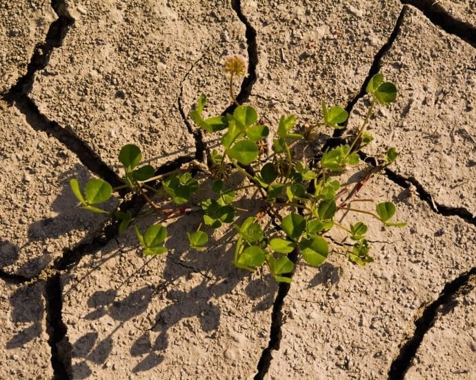 5 decembrie – Ziua Internațională a Solului