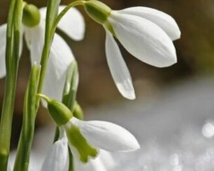 Flori de iarnă în anotimpul rece