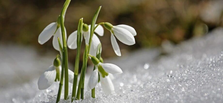 Flori de iarnă în anotimpul rece