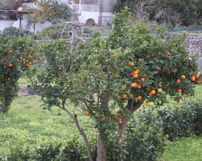 Copiii şi Spațiul verde #FocusToGreenEcoLife în Săptămâna arborilor