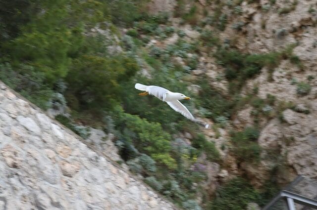 Pescărușii familiști și inteligenți