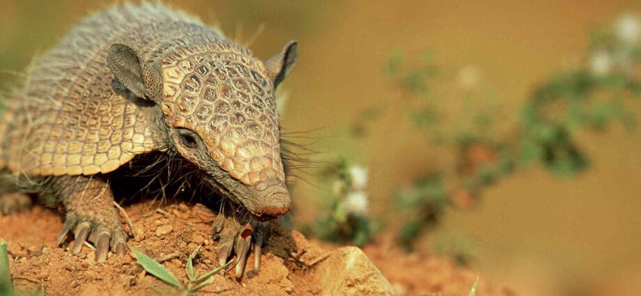 Armadillo – Tatu, un mamifer unic și fascinant, simbol al forței și rezistenței