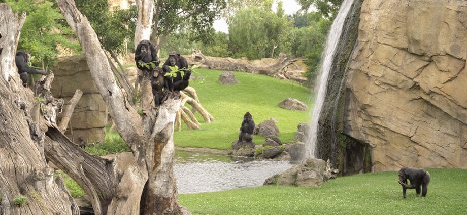 Astăzi este Ziua Cimpanzeului