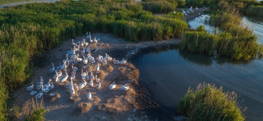 Bucură-te de Excursii Somova în Delta Dunării 