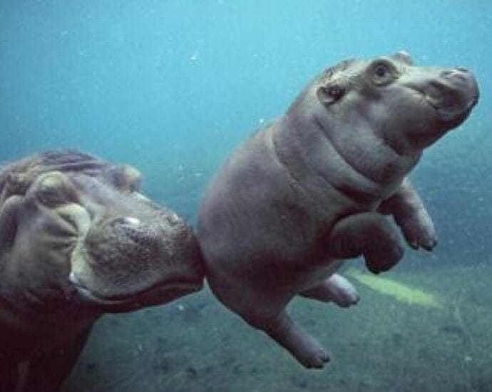 Hipopotamii sunt animale fascinante, puternice și inteligente