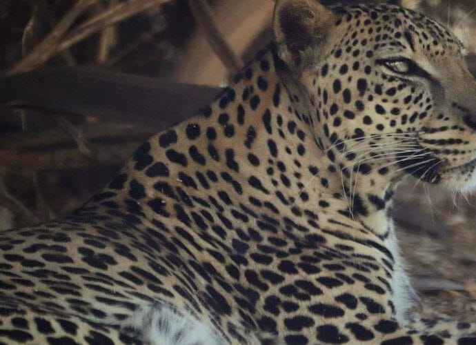 Ziua Internațională a Leopardului Arab Ziua Internațională a Leopardului Arab