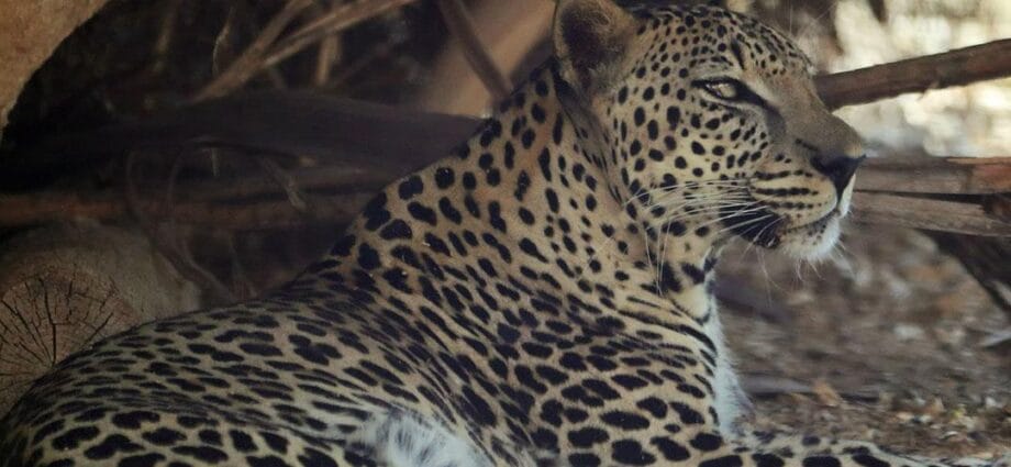 Ziua Internațională a Leopardului Arab