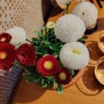 Bănuței sau Bellis perennis, plante mici, cu inflorescențe colorate abundente