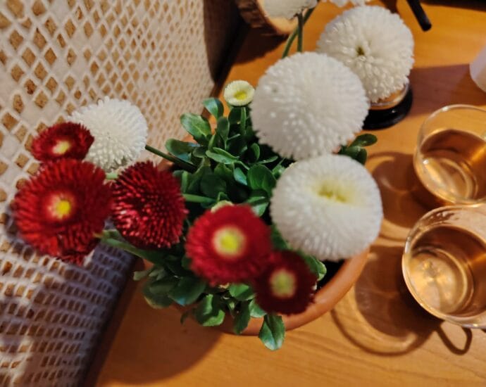 Bănuței sau Bellis perennis, plante mici, cu inflorescențe colorate abundente