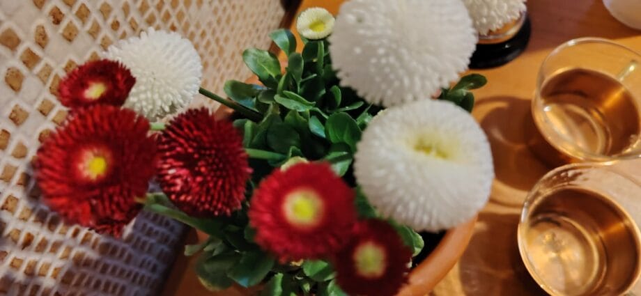 Bănuței sau Bellis perennis, plante mici, cu inflorescențe colorate abundente