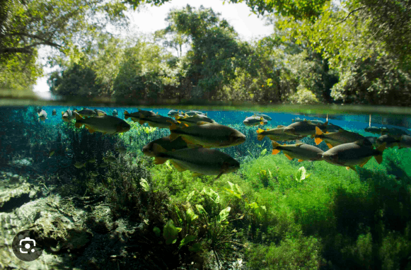 Acționând local pentru un impact global. Diversitatea Biologică și rolul apei la #focustogreenecolife
